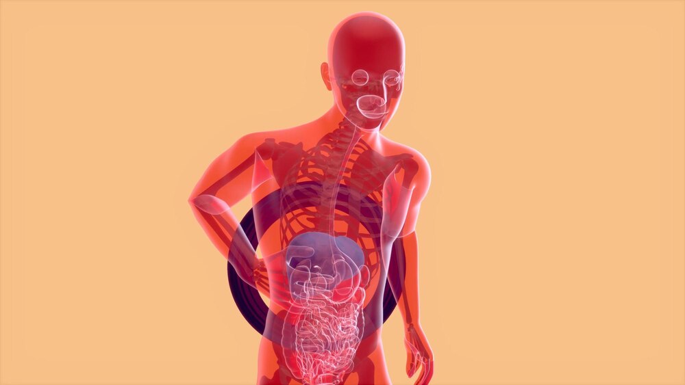 Abstract 3D anatomy of the digestive system